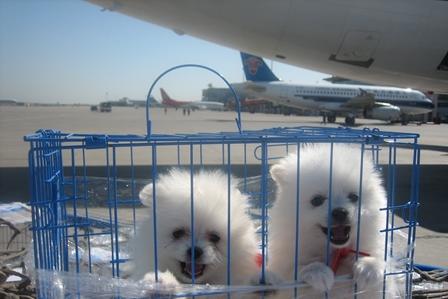 江门宠物航空托运